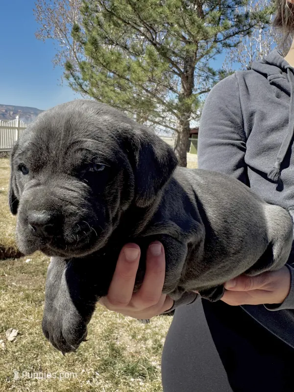 Red – Cane Corso puppy for sale in Grand Junction, CO