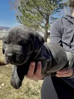 Red, a female Cane Corso for sale in Grand Junction, CO – Photo 1 of 4