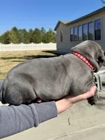 Red, a female Cane Corso for sale in Grand Junction, CO – Photo 3 of 4