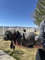 Red, a female Cane Corso for sale in Grand Junction, CO – Photo 2 of 4