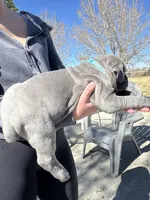 Blue, a male Cane Corso for sale in Grand Junction, CO – Photo 2 of 4