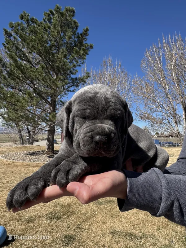 Blue – Cane Corso puppy for sale in Grand Junction, CO