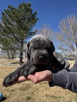 Blue, a male Cane Corso for sale in Grand Junction, CO – Photo 1 of 4