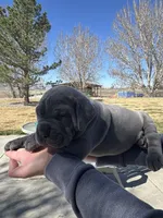 Blue, a male Cane Corso for sale in Grand Junction, CO – Photo 3 of 4