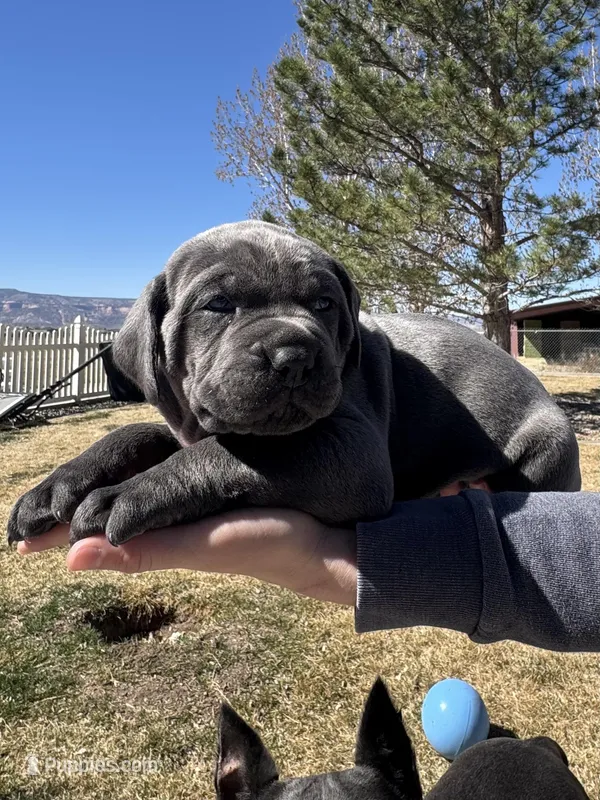 Yellow – Cane Corso puppy for sale in Grand Junction, CO