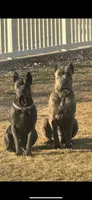 Yellow, a male Cane Corso for sale in Grand Junction, CO – Photo 4 of 4