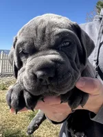 Yellow, a male Cane Corso for sale in Grand Junction, CO – Photo 3 of 4