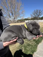Yellow, a male Cane Corso for sale in Grand Junction, CO – Photo 2 of 4