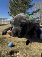 Green, a male Cane Corso for sale in Grand Junction, CO – Photo 1 of 4