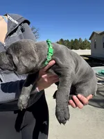 Green, a male Cane Corso for sale in Grand Junction, CO – Photo 4 of 4