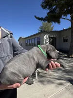 Green, a male Cane Corso for sale in Grand Junction, CO – Photo 2 of 4