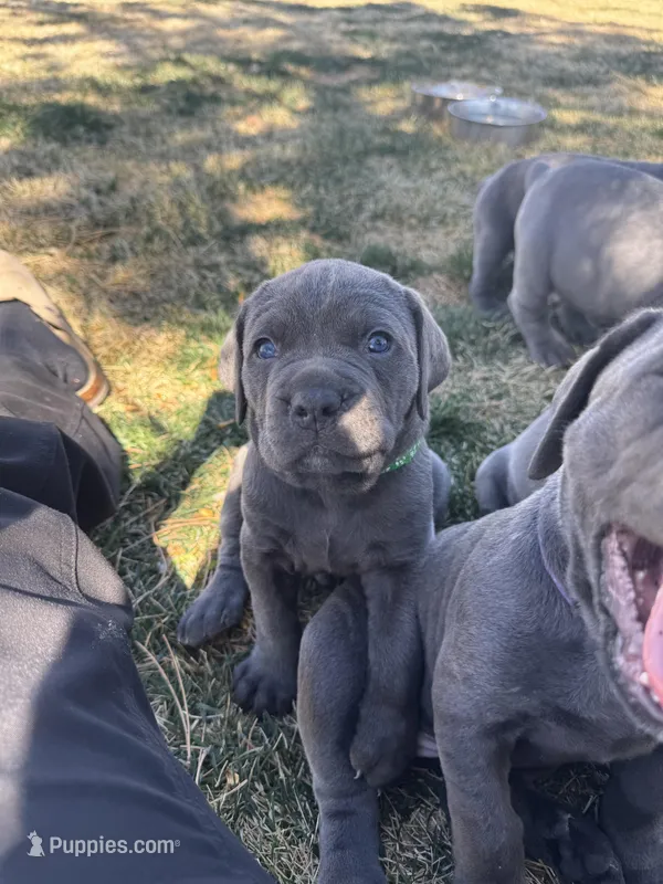 Green – Cane Corso puppy for sale in Grand Junction, CO