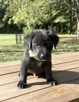 Bud, a male Norwegian Buhund and Labrador Retriever for sale in Lobelville, TN – 1 of 3