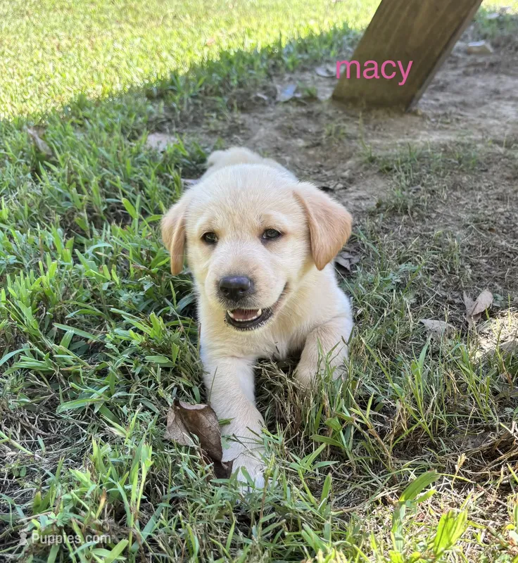 Macy – Norwegian Buhund, Labrador Retriever puppy for sale in Lobelville, TN