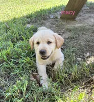 Macy, a female Norwegian Buhund and Labrador Retriever for sale in Lobelville, TN – 1 of 3