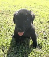 Boon, a male Norwegian Buhund and Labrador Retriever for sale in Lobelville, TN – 3 of 3