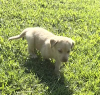 Whitney, a female Norwegian Buhund and Labrador Retriever for sale in Lobelville, TN – 4 of 4