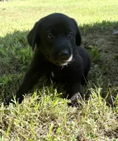 Ronan, a male Norwegian Buhund and Labrador Retriever for sale in Lobelville, TN – 2 of 3
