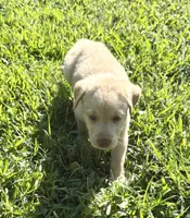 Whitney, a female Norwegian Buhund and Labrador Retriever for sale in Lobelville, TN – 3 of 4