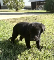 Boon, a male Norwegian Buhund and Labrador Retriever for sale in Lobelville, TN – 1 of 3