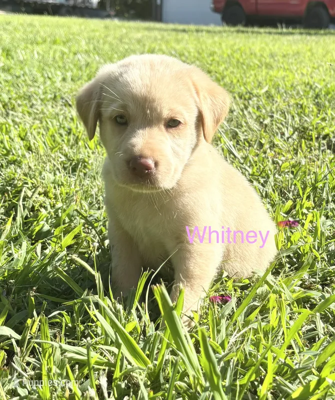 Whitney – Norwegian Buhund, Labrador Retriever puppy for sale in Lobelville, TN