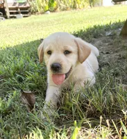 Macy, a female Norwegian Buhund and Labrador Retriever for sale in Lobelville, TN – 3 of 3