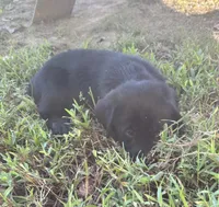 Percy, a male Norwegian Buhund and Labrador Retriever for sale in Lobelville, TN – 2 of 4