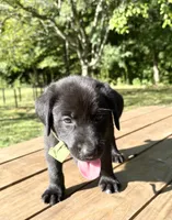 Bud, a male Norwegian Buhund and Labrador Retriever for sale in Lobelville, TN – 3 of 3