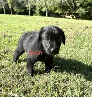 Boon, a male Norwegian Buhund and Labrador Retriever for sale in Lobelville, TN – 2 of 3