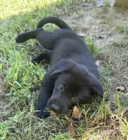 Ronan, a male Norwegian Buhund and Labrador Retriever for sale in Lobelville, TN – 3 of 3
