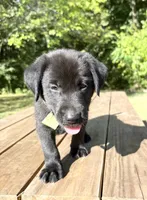 Bud, a male Norwegian Buhund and Labrador Retriever for sale in Lobelville, TN – 2 of 3