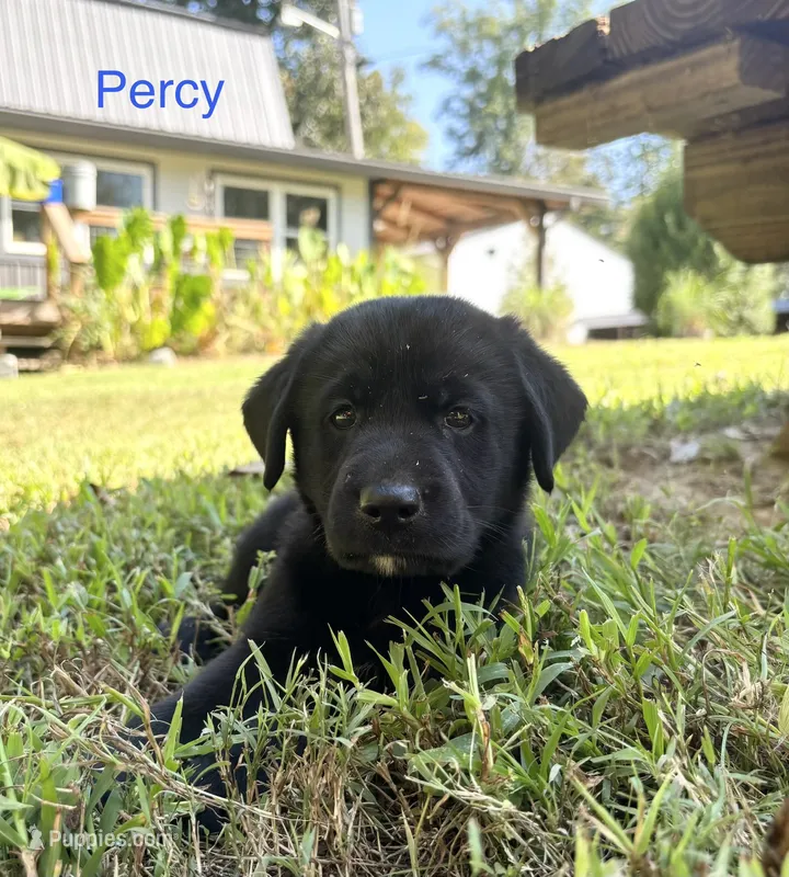 Percy – Norwegian Buhund, Labrador Retriever puppy for sale in Lobelville, TN