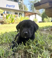 Percy, a male Norwegian Buhund and Labrador Retriever for sale in Lobelville, TN – 1 of 4