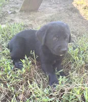 Percy, a male Norwegian Buhund and Labrador Retriever for sale in Lobelville, TN – 3 of 4