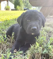 Percy, a male Norwegian Buhund and Labrador Retriever for sale in Lobelville, TN – 4 of 4