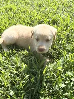 Whitney, a female Norwegian Buhund and Labrador Retriever for sale in Lobelville, TN – 2 of 4