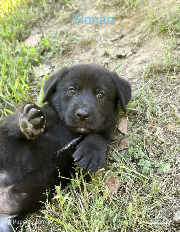 Ronan – Norwegian Buhund, Labrador Retriever puppy for sale in Lobelville, TN