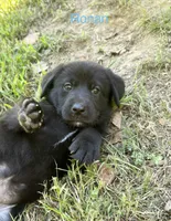 Ronan, a male Norwegian Buhund and Labrador Retriever for sale in Lobelville, TN – 1 of 3