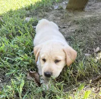 Macy, a female Norwegian Buhund and Labrador Retriever for sale in Lobelville, TN – 2 of 3