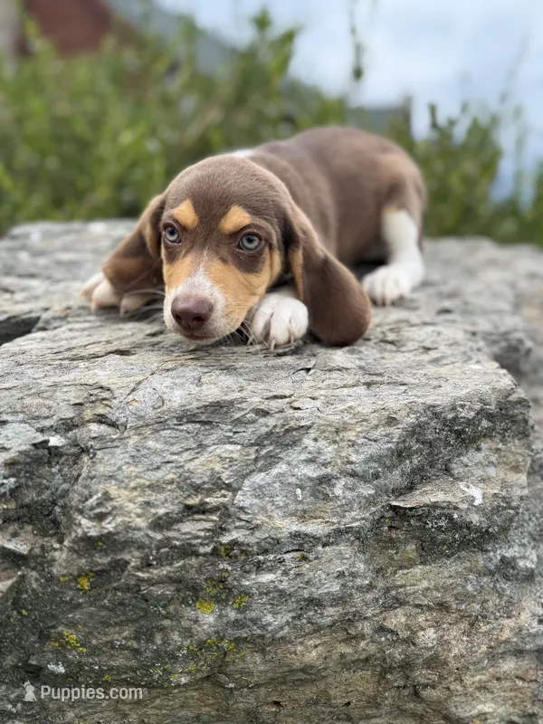 Oscar – Beagle puppy for sale in Campbell Hall, NY