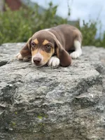 Oscar, a male Beagle for sale in Campbell Hall, NY – 1 of 2