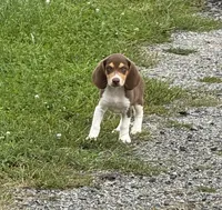 Oscar, a male Beagle for sale in Campbell Hall, NY – 2 of 2