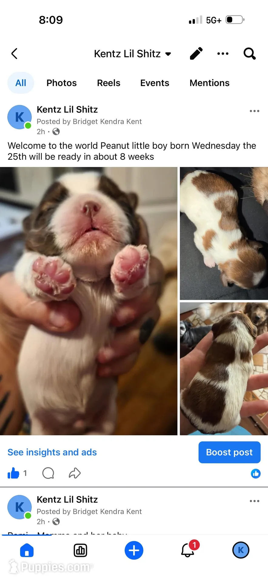 Peanut – Shih Tzu puppy for sale in Hanceville, AL