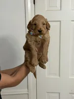 Bear, a male Goldendoodle for sale in Burlison, TN – 5 of 6