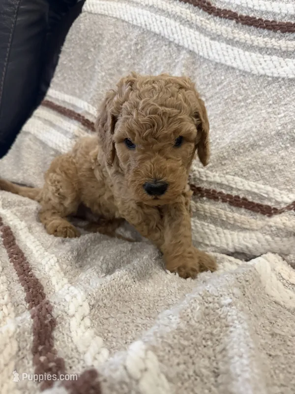 Sunny – Goldendoodle puppy for sale in Burlison, TN