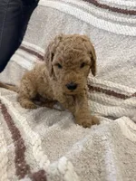 Sunny, a male Goldendoodle for sale in Burlison, TN – 1 of 6