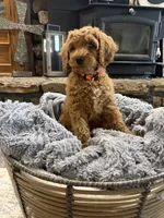 Rocky, a male Goldendoodle for sale in Burlison, TN – 2 of 6