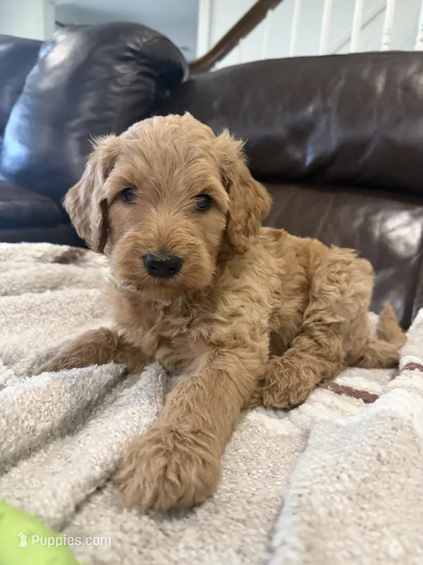 Bear – Goldendoodle puppy for sale in Burlison, TN