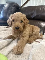Bear, a male Goldendoodle for sale in Burlison, TN – 1 of 6