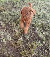 Red, a male Goldendoodle for sale in Burlison, TN – 3 of 3